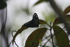 Cyclosia papilionaris
