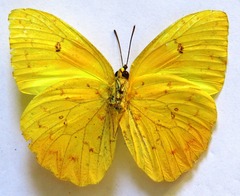 Phoebis philea philea