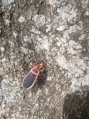 Probergrothius varicornis