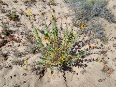 Encelia palmeri