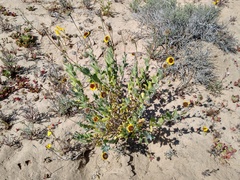 Encelia palmeri