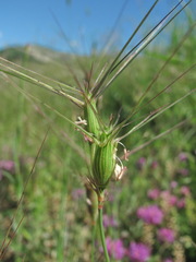 Aegilops biuncialis
