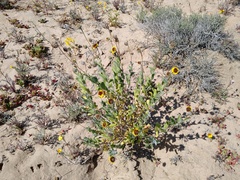 Encelia palmeri