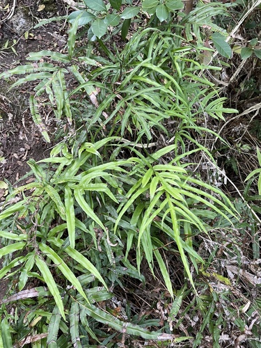 Pteris hillebrandii
