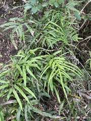 Pteris hillebrandii