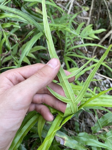 Pteris hillebrandii
