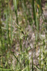 Aegilops biuncialis