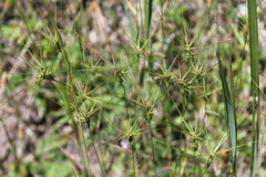 Aegilops biuncialis