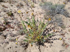 Encelia palmeri