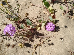 Abronia gracilis