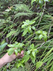Coprosma foliosa