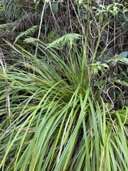 Carex wahuensis