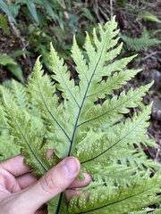 Tectaria gaudichaudii