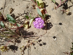 Abronia gracilis