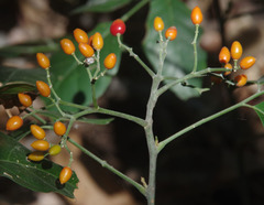 Micromelum minutum