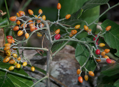 Micromelum minutum