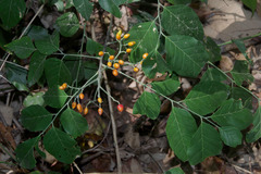 Micromelum minutum