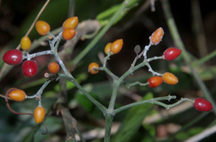 Micromelum minutum