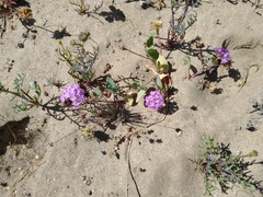 Abronia gracilis