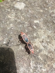 Probergrothius varicornis