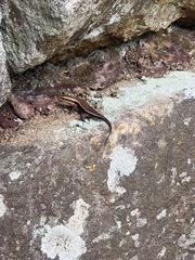 Eutropis madaraszi