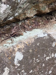 Eutropis madaraszi
