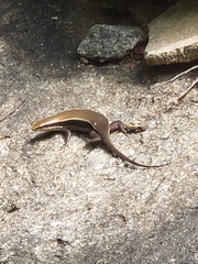 Eutropis madaraszi
