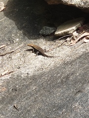 Eutropis madaraszi