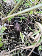 Carabus rugosus celtibericus