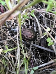 Carabus rugosus celtibericus