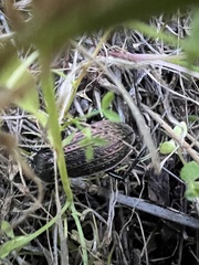Carabus rugosus celtibericus