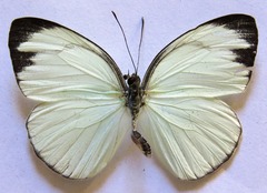 Itaballia demophile centralis