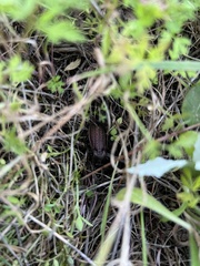 Carabus rugosus celtibericus