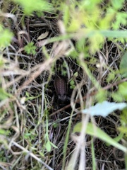 Carabus rugosus celtibericus
