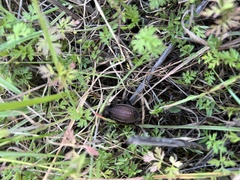 Carabus rugosus celtibericus