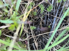 Carabus rugosus celtibericus