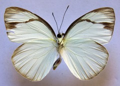 Itaballia demophile centralis