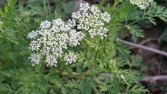 Cnidium monnieri formosanum