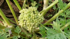 Cnidium monnieri formosanum