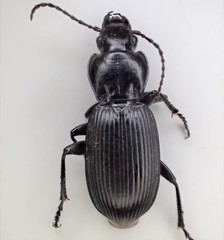 Pterostichus isabellae