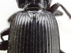 Pterostichus isabellae