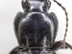 Pterostichus isabellae