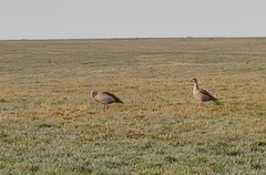 Alopochen aegyptiaca