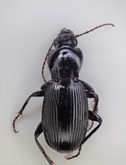 Pterostichus illustris