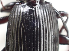 Pterostichus illustris