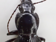 Pterostichus illustris