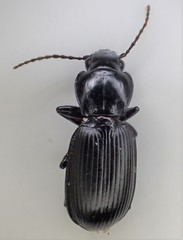 Pterostichus isabellae