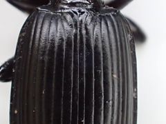 Pterostichus isabellae