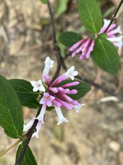 Wikstroemia monnula