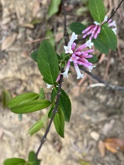 Wikstroemia monnula